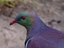 kereru, new zealand pigeon (hemiphaga novaeseelandiae)