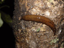 a slug?. 2005-12-23, Sony Cybershot DSC-F717.