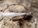 new zealand antlion (weeleus acutus). 2005-12-25, Sony Cybershot DSC-F717. keywords: myrmeleontidae