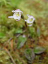 odd-leaved orchid (aporostylis bifolia)