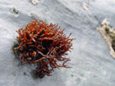 apophlaea lyallii, a red alga (rhodophyta). 2005-12-15, Sony Cybershot DSC-F717. keywords: rhodophyta, florideophyceae, hildenbrandiales, hildenbrandiaceae