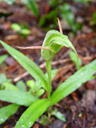 tutukiwi, a greenhood orchid (pterostylis banksii)
