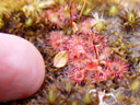 grössenvergleich von drosera spatulata mit meinem kleinen finger || foto details: 2005-12-16, codfish island, new zealand, Sony Cybershot DSC-F717. keywords: droseraceae, drosera spathulata