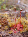 spoon-leaved sundew (drosera spatulata) with flower buds. 2005-12-16, Sony Cybershot DSC-F717. keywords: droseraceae, drosera spathulata, sundew, sonnentau