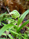 tutukiwi, a greenhood orchid (pterostylis banksii)