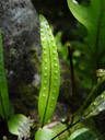 hound's tongue fern (phymatosorus pustulatus). 2005-12-17, Sony Cybershot DSC-F717. keywords: polypodiaceae, microsorum diversifolium, 