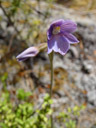 a sun orchid (thelymitra sp.). 2005-12-17, Sony Cybershot DSC-F717. keywords: orchid, orchidee, orchidaceae