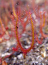 fork-leaved sundew (drosera binata). 2005-12-17, Sony Cybershot DSC-F717. keywords: droseraceae, sundew, sonnentau