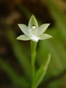 white sun orchid (thelymitra longifolia)