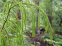 a rimu-branch (dacrydium cupressinum). 2005-12-19, Sony Cybershot DSC-F717. keywords: podocarpaceae, pinales, red pine