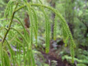 ein rimu-zweig (dacrydium cupressinum) || foto details: 2005-12-19, codfish island, new zealand, Sony Cybershot DSC-F717. keywords: podocarpaceae, pinales, red pine