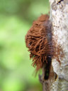 ein fadenstäubling (stemonitis axifera?) || foto details: 2005-12-19, codfish island, new zealand, Sony Cybershot DSC-F717. keywords: sarcomastigota, amoebozoa, conosa, mycetozoa, myxogastrea, stemonitida, stemonitidae, stemonites