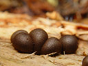 ycogala epidendrum? (each ball is about 5mm in diameter). 2005-12-20, Sony Cybershot DSC-F717. keywords: sarcomastigota, amoebozoa, conosa, mycetozoa, myxogastrea, liceida, enteriidae / myxomycetes, liceales, reticulariaceae