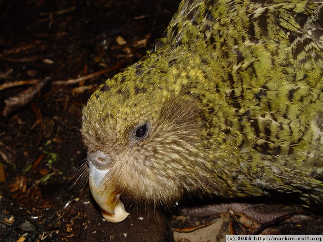 poura, ein einjaehriger kakapo