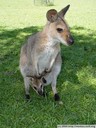 kangaroo with baby. 2005-12-04, Sony Cybershot DSC-F717.