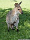 kangaroo with baby