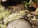 tuatara (sphenodon punctatus). 2005-12-29, Sony Cybershot DSC-F717. keywords: schnabelkopf, schnabelköpfe; rhynchocephalia, sphenodontidae