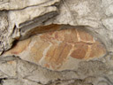 petrified leaf, curio bay