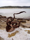 dried kelp, at curio bay. 2005-12-29, Sony Cybershot DSC-F717.