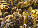 low tide: kelp sticking out of the water