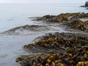 kelp || foto details: 2005-12-29, curio bay, new zealand, Sony Cybershot DSC-F717. keywords: laminariales