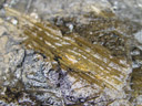 a petrified branch. 2005-12-29, Sony Cybershot DSC-F717. keywords: fossil, lithified, transfixed