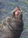 dentition of a new zealand fur seal (arctocephalus forsteri). 2005-12-30, Sony Cybershot DSC-F717. keywords: kekeno, bit, cannon, denture, set of teeth, snaffle-bit