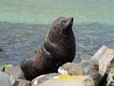 new zealand fur seal (arctocephalus forsteri), posing for us. 2005-12-30, Sony Cybershot DSC-F717. keywords: kekeno, australischer seebär, otariidae