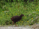 weka (gallirallus australis). 2005-12-31, Sony Cybershot DSC-F717. keywords: rallidae, gallirallus, woodhen, bush-hen