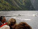 first encounter with the bottlenose dolphins (tursiops truncatus). 2005-12-31, Sony Cybershot DSC-F717. keywords: tursiops truncates