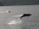 bottlenose dolphins (tursiops truncatus). 2005-12-31, Sony Cybershot DSC-F717. keywords: delphininae, tursiops truncates