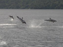 bottlenose dolphins (tursiops truncatus). 2005-12-31, Sony Cybershot DSC-F717. keywords: delphininae, tursiops truncates