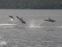 bottlenose dolphins (tursiops truncatus). 2005-12-31, Sony Cybershot DSC-F717. keywords: delphininae, tursiops truncates