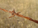 barbed wire