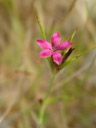 carnation (dianthus sp.). 2006-01-01, Sony Cybershot DSC-F717. keywords: pink, caryophyllaceae, nelke