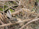 a fantail (riphidura sp.). 2006-01-05, Sony Cybershot DSC-F717.