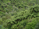 tree ferns in the waimangu volcanic valley. 2006-01-05, Sony Cybershot DSC-F717.