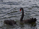 one-and-a-half black swans (cygnus atratus)