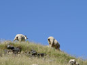 sheep asses. 2006-01-06, Sony DSC-F717.