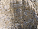 fossile riesen-austern, 35 millionen jahre alt || foto details: 2006-01-07, mangapohue scenic reserve, new zealand, Sony DSC-F717. keywords: fossil, fossils, bivalvia