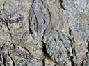 giant fossillised oysters in limestone, 35 million years old. 2006-01-07, Sony DSC-F717.