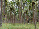 kokos-plantage || foto details: 2006-01-11, taveuni, fiji, Sony DSC-F717.