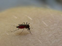 yellow fever mosquito (aedes aegypti). 2006-01-11, Sony DSC-F717. keywords: aedesmücke, gelbfiebermücke, stegomyia aegypti, culicidae