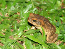 even here: cane toads (bufo marinus) everywhere. 2006-01-11, Sony DSC-F717.