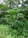 papaya tree (carica papaya), with unripe fruit. 2006-01-12, Sony DSC-F717. keywords: caricaceae