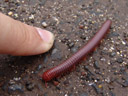 giant millipede (diplopoda). 2006-01-13, Sony DSC-F717.