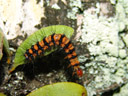 caterpillar. 2006-01-13, Sony DSC-F717.
