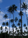 coconut plantation