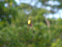 golden orb weaver (nephila sp.). 2006-01-14, Sony DSC-F717.