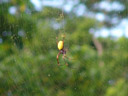 eine seidenspinne (nephila sp.) || foto details: 2006-01-14, taveuni, fiji, Sony DSC-F717.